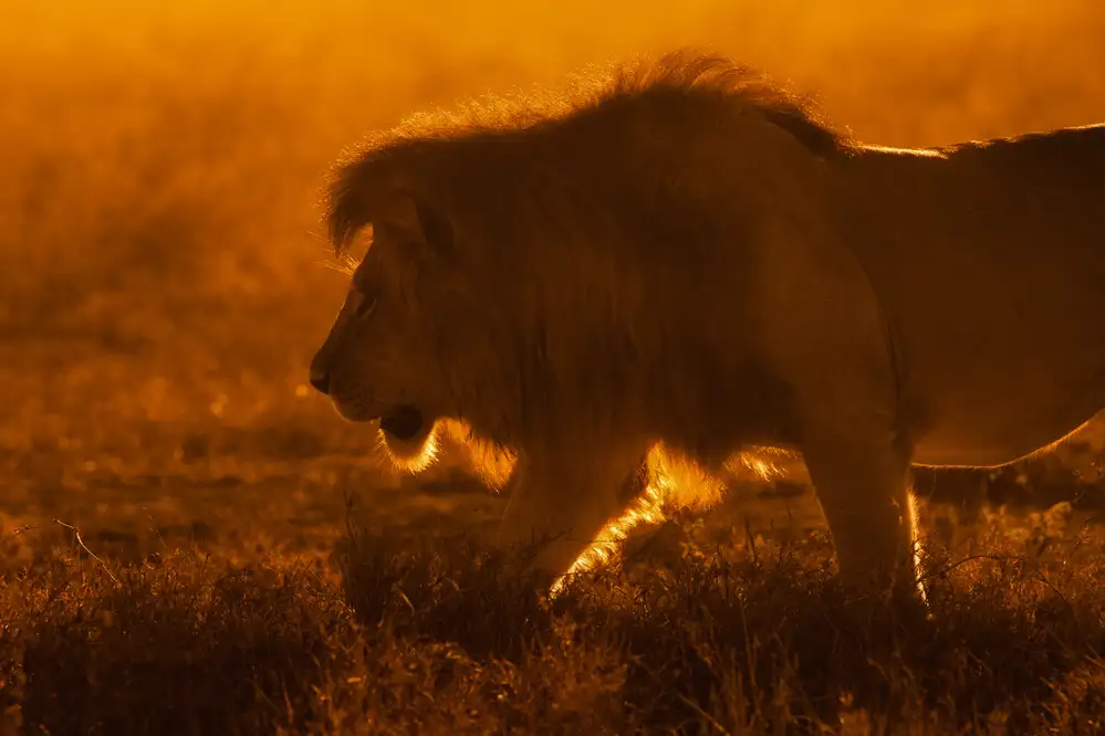 Alnaser, Mohammed: Shiny King