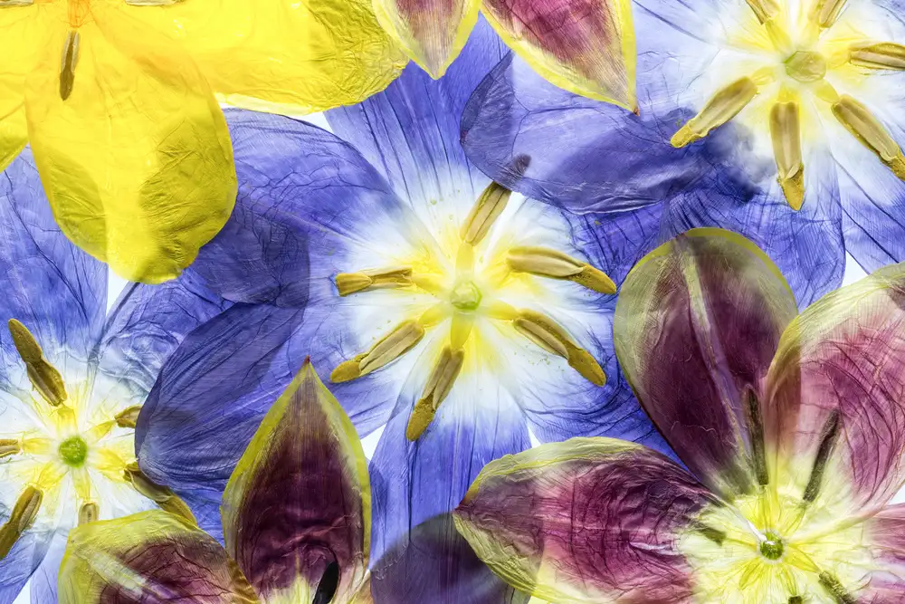 Disher, Mandy: tulipanes