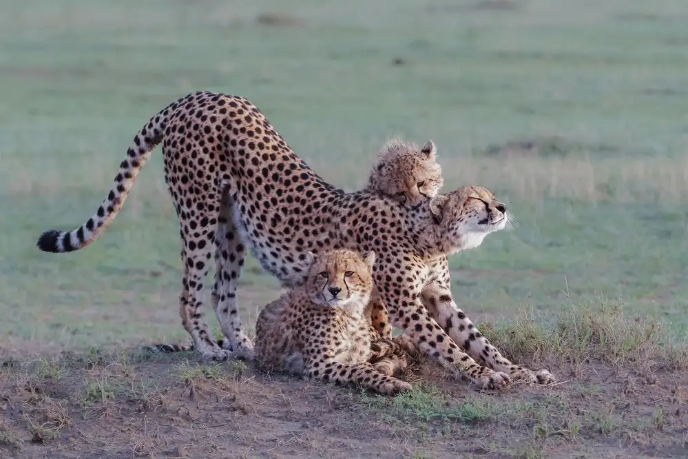 Fischer, Jie: Gepardenfamilie