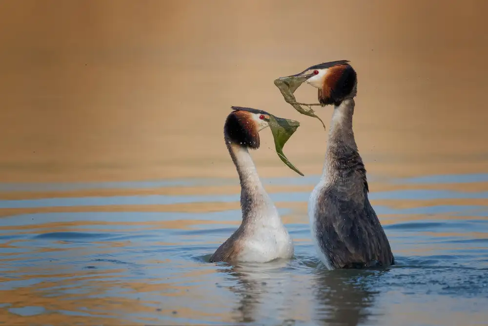 Simone, De Ciro: Podiceps cristatus  The gift