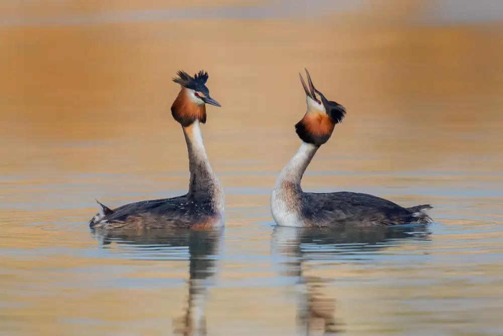 Simone, De Ciro: Podiceps cristatus