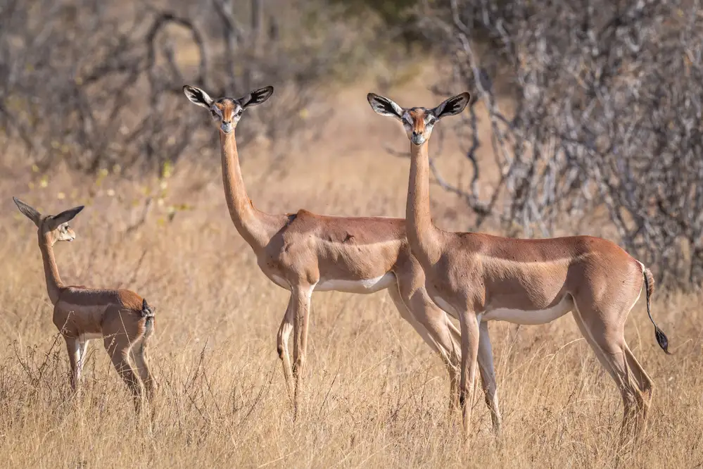Sink, C. Jeffrey: Půvabný gerenuk