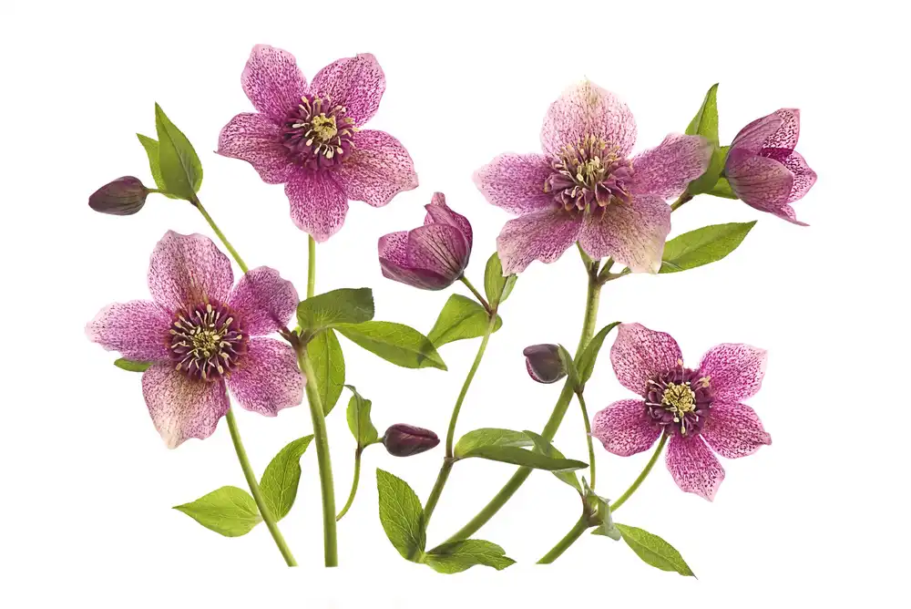 Parker, Jacky: Helleborus x hybridus Tutu