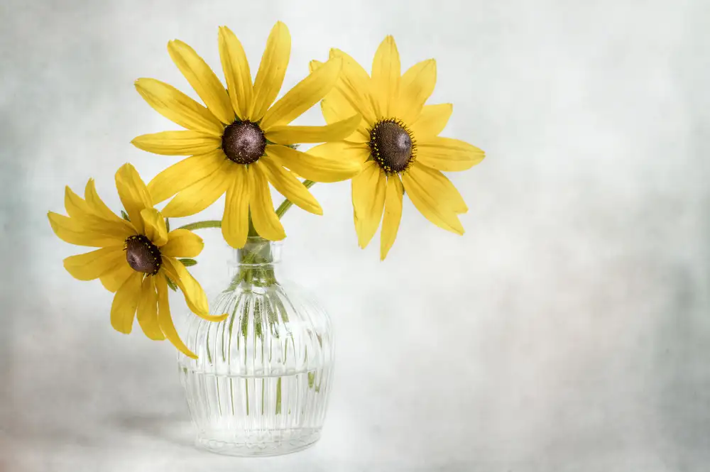 Disher, Mandy: Rudbeckie