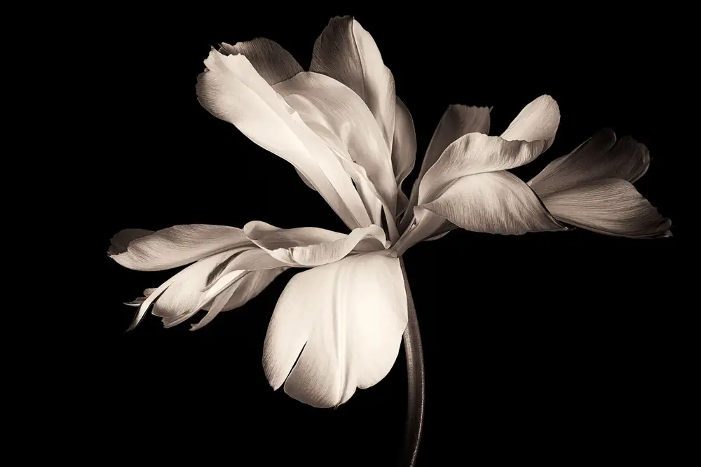 Myles, Penny: Emperador exótico tulipán