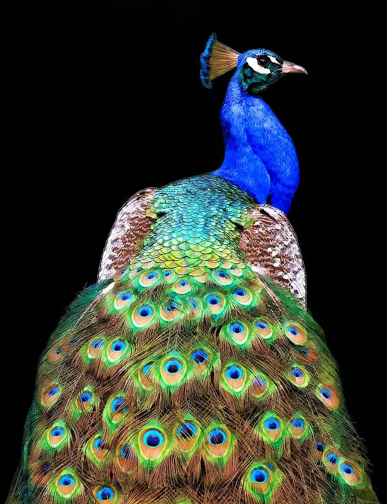 Mendoza, Danny: Peacock