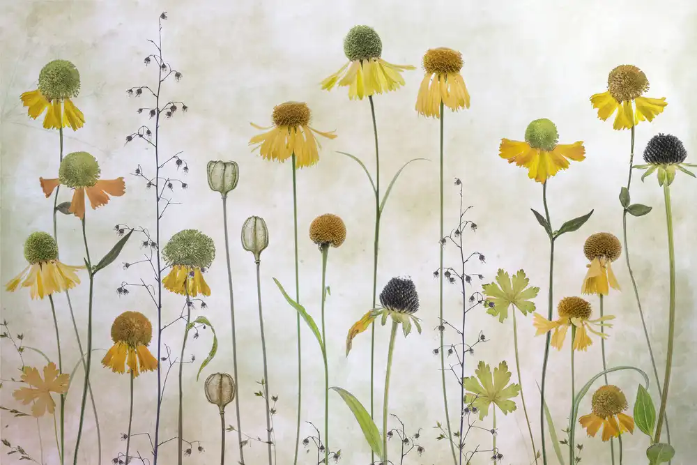 Disher, Mandy: Helenium