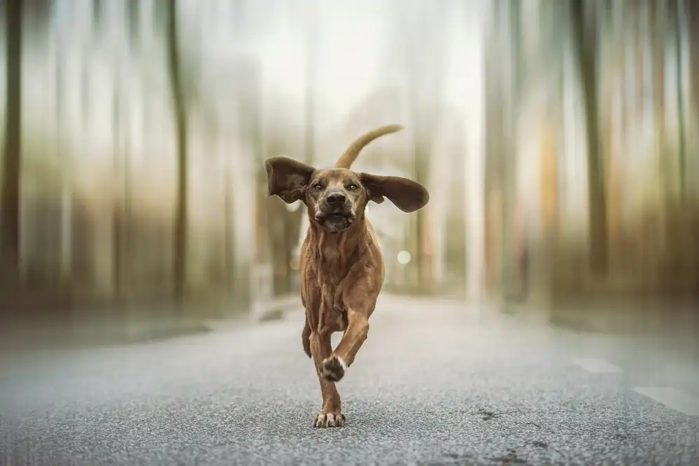 Willers, Heike: Ballando per le strade