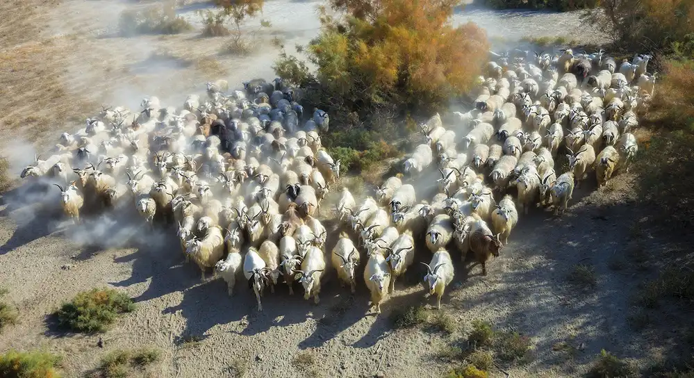 Zhu, Hua: Sheep