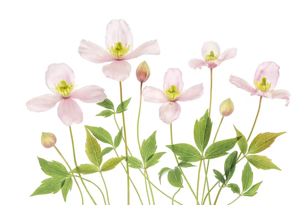 Disher, Mandy: Clematis