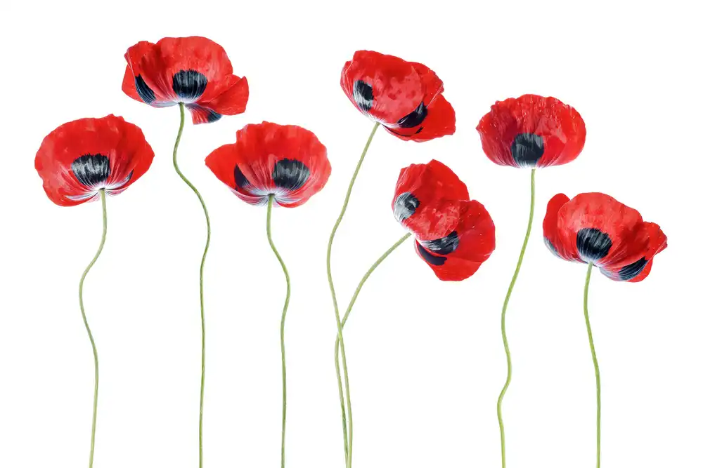 Disher, Mandy: Amapolas Mariquita
