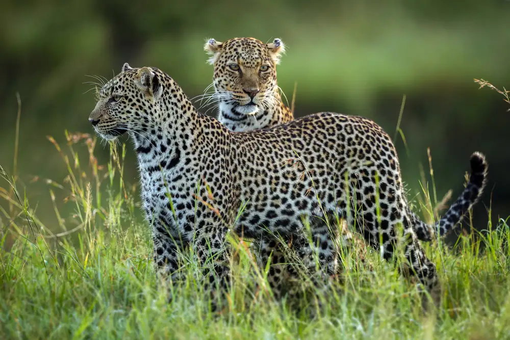 Roshkumar: Leopard Family