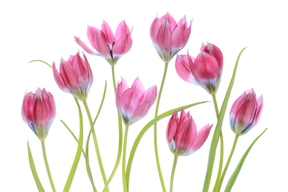 Disher, Mandy: rubor de tulipán