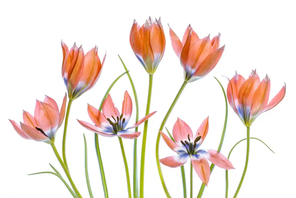 Disher, Mandy: Tulipanes de albaricoque
