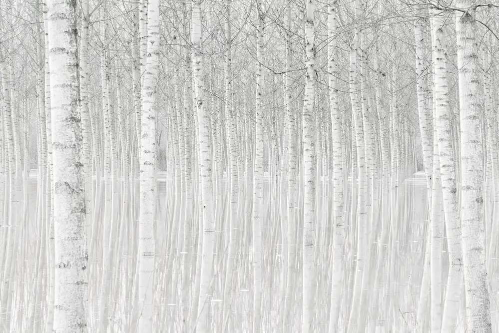 Simone, Aglioni: Trees