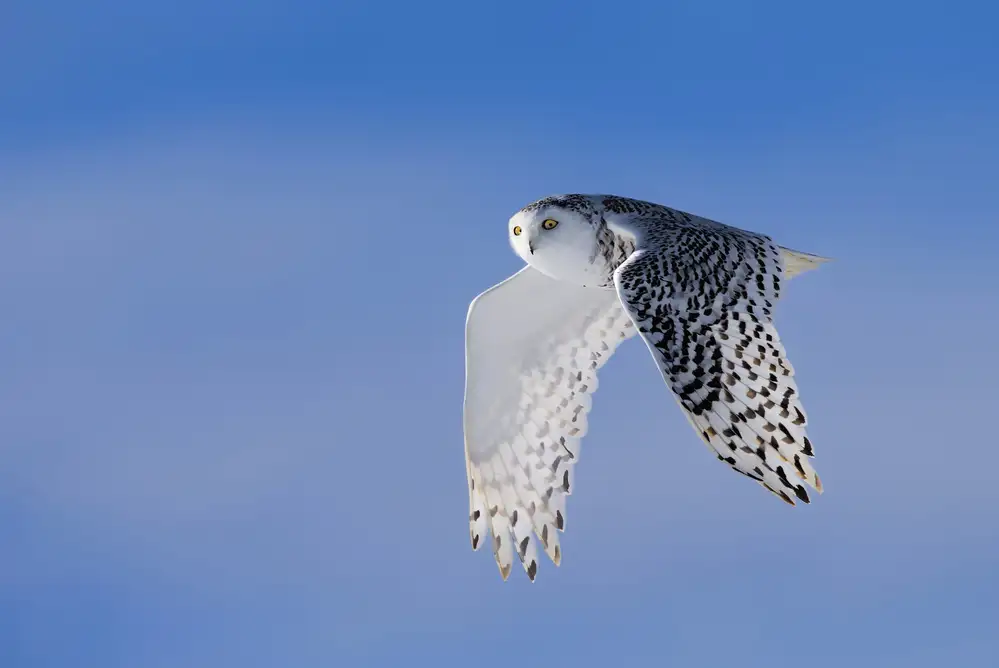 Zuo, Jun: Voler sous le bleu