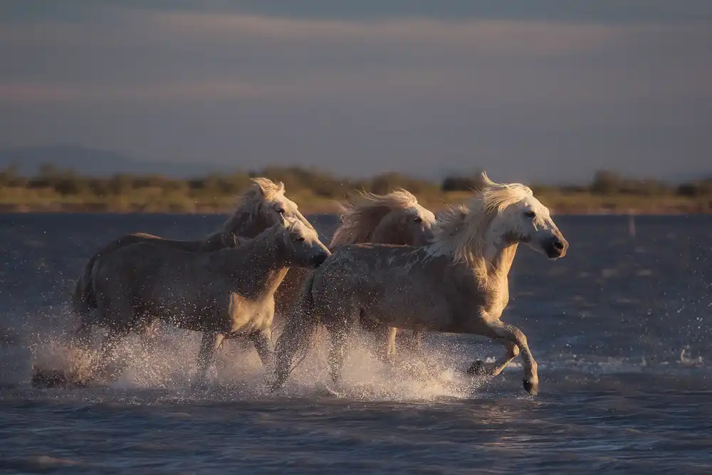 Anton, Rostovskiy: Andělé z Camargue