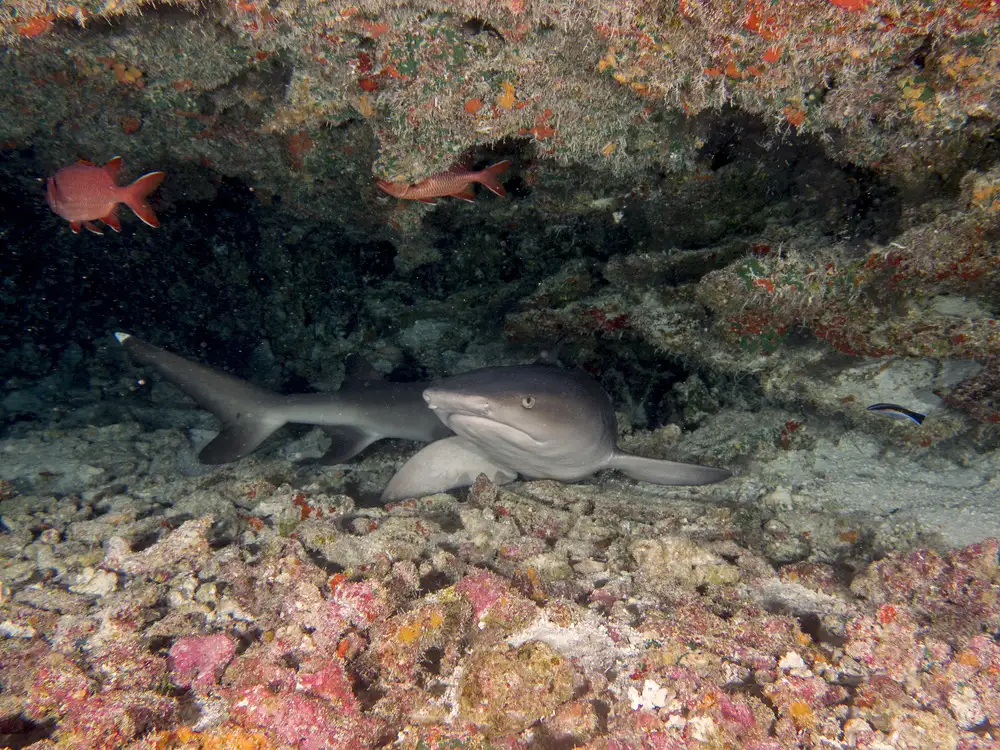 Tov, Ben Ilan: White Tip Reef Shark