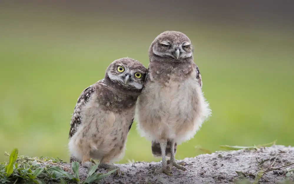 Barsh, Greg: Friends