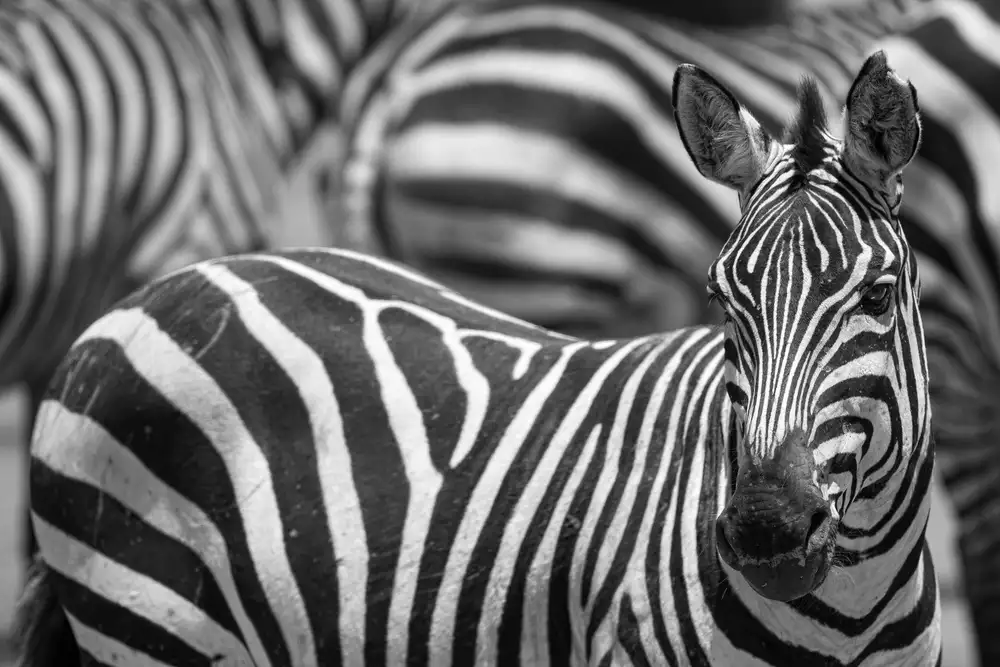 Catta, Alessandro: Stripes