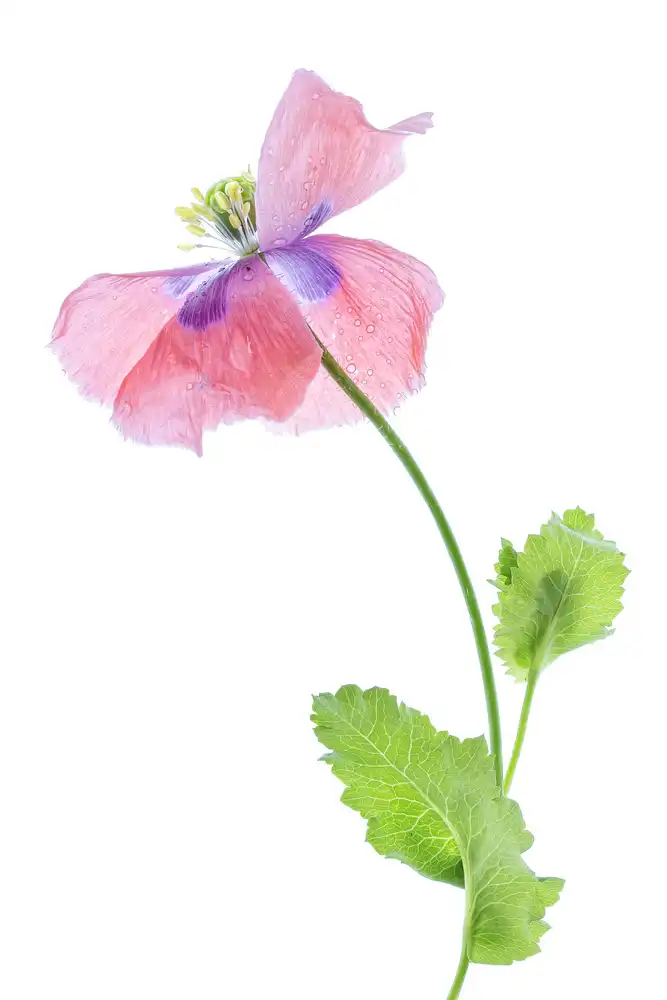 Disher, Mandy: Amapola