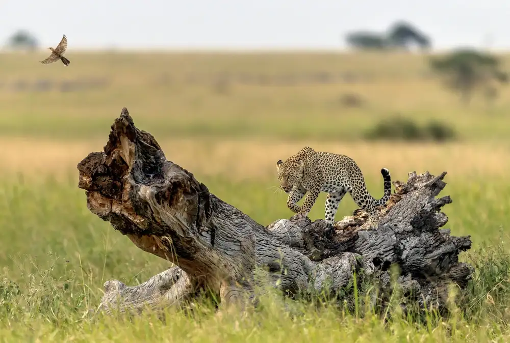 DAmico, Giuseppe: The leopard and the bird