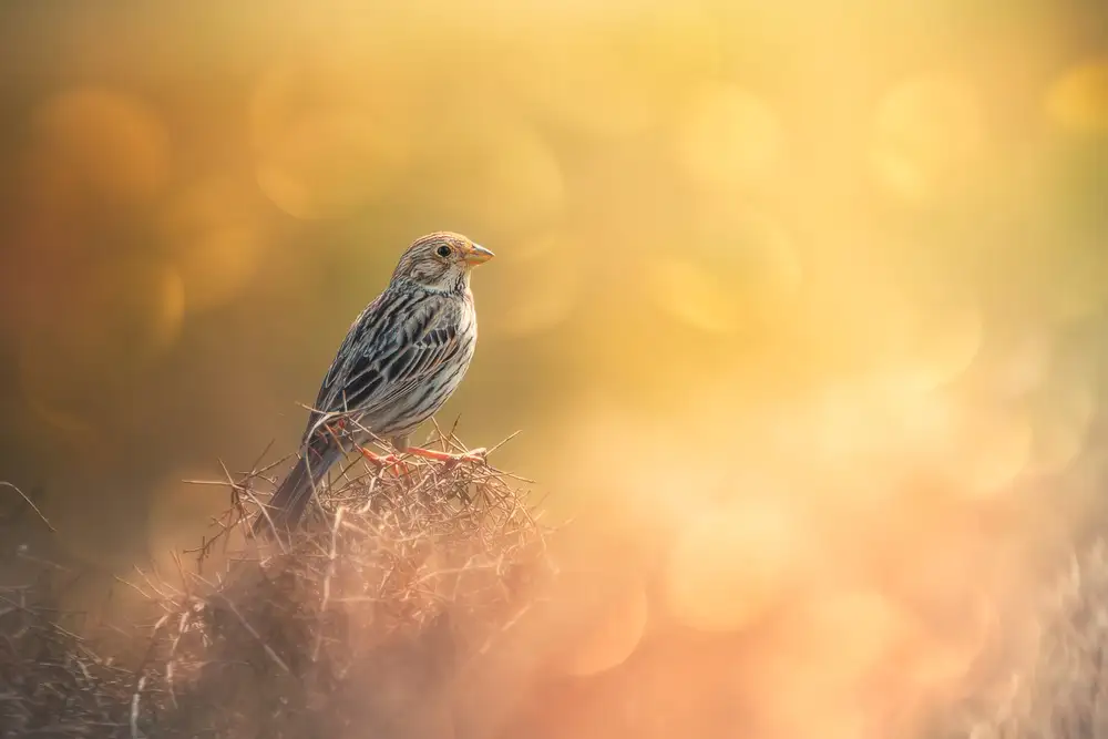 Pezeshki, Sina: Lost in Bokeh