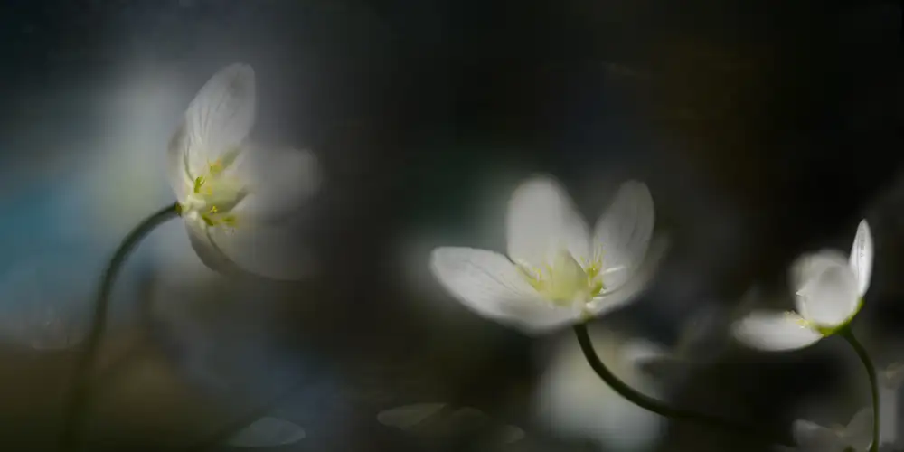 Westum, Heidi: Lumière dans les ténèbres
