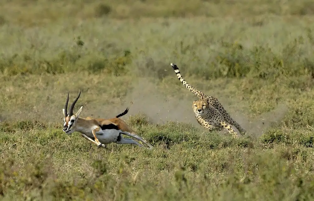 DAmico, Giuseppe: Hunting