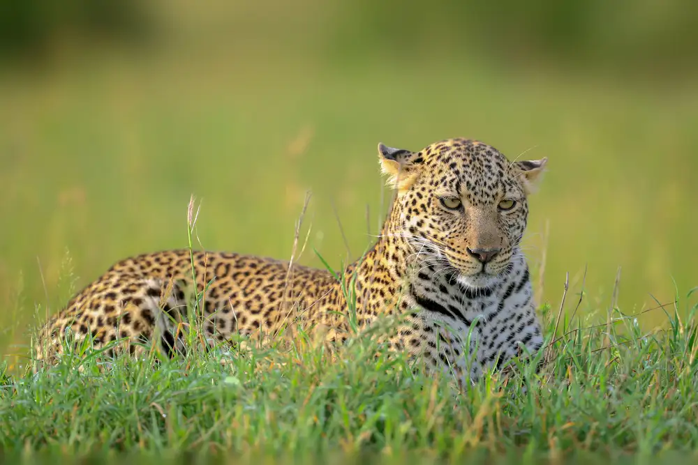 Roshkumar: The Leopard