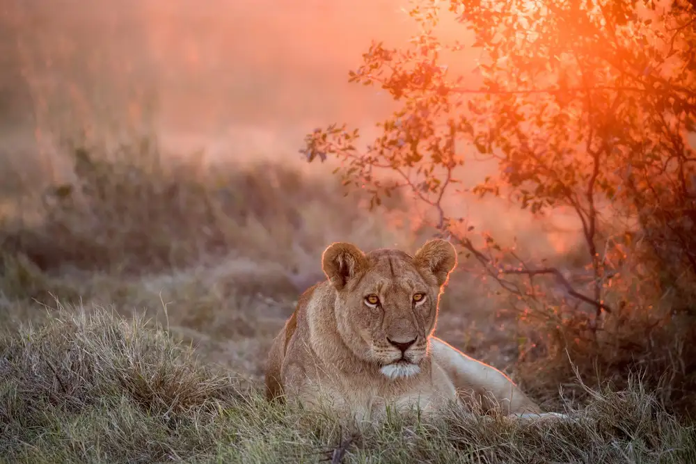 Catta, Alessandro: Sunset Lioness