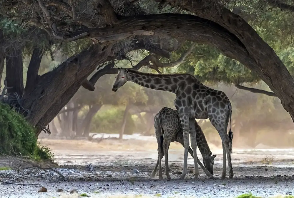 DAmico, Giuseppe: Giraffe