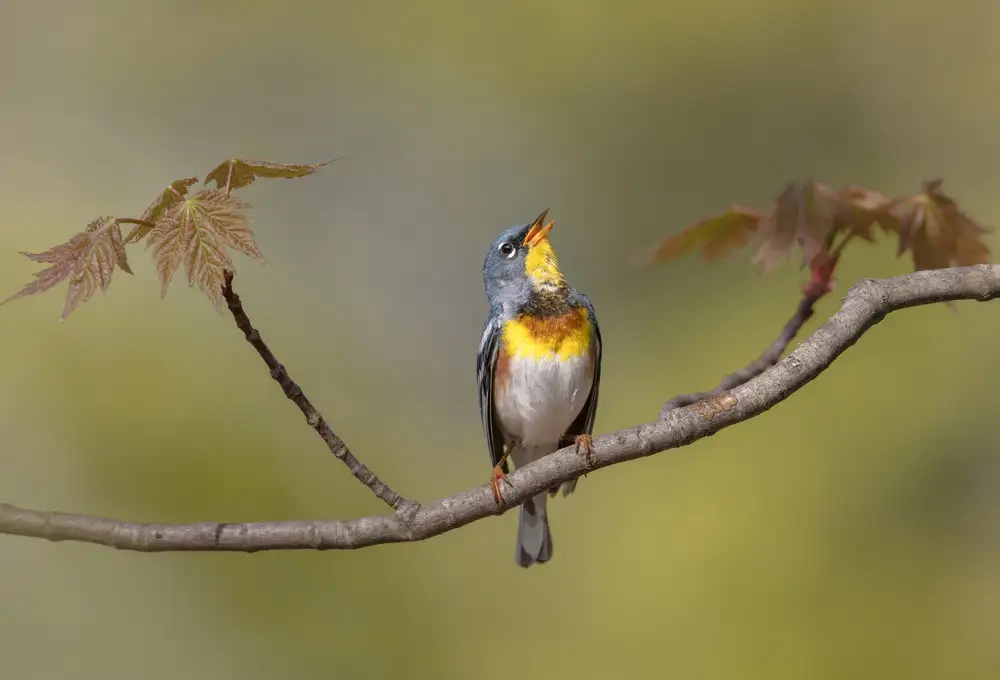 Barsh, Greg: Parula on stage