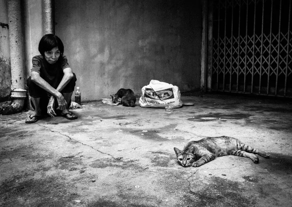 MATSUNAGA, TORU: mit Katzen