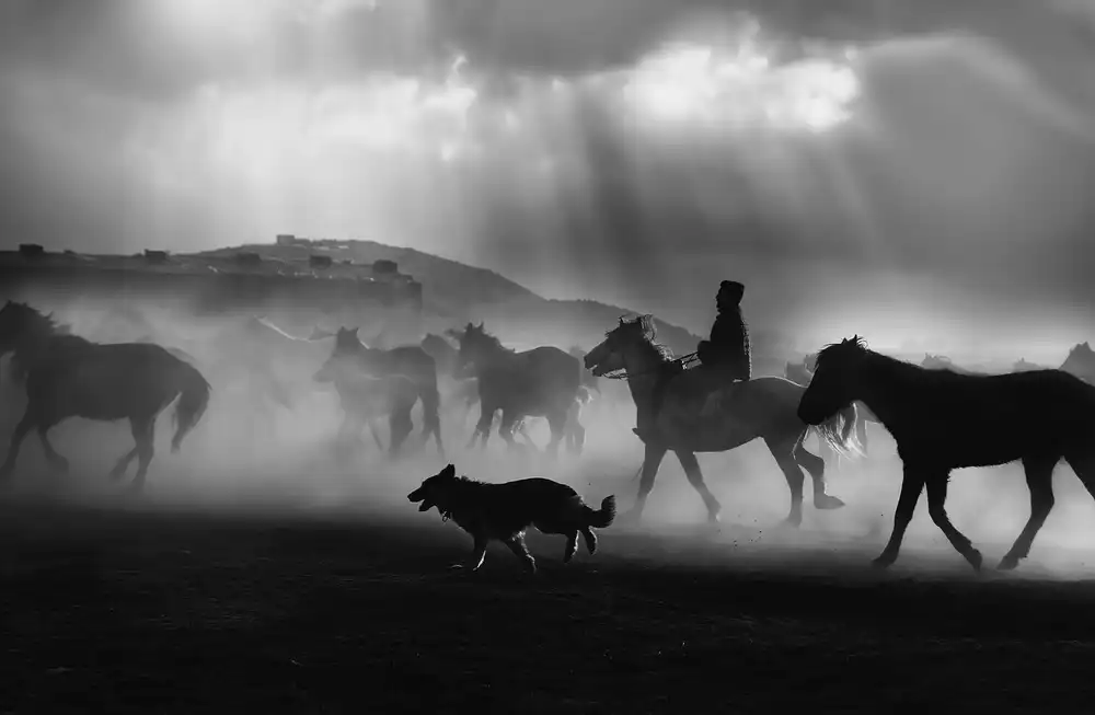 Basa, Emine: caballos gratis