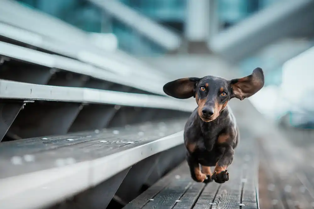 Willers, Heike: Ein kleiner Hund läuft durch die Welt....