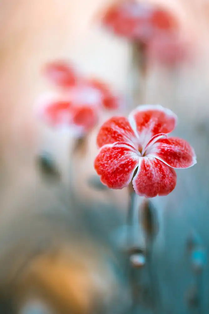 Disher, Mandy: clavel