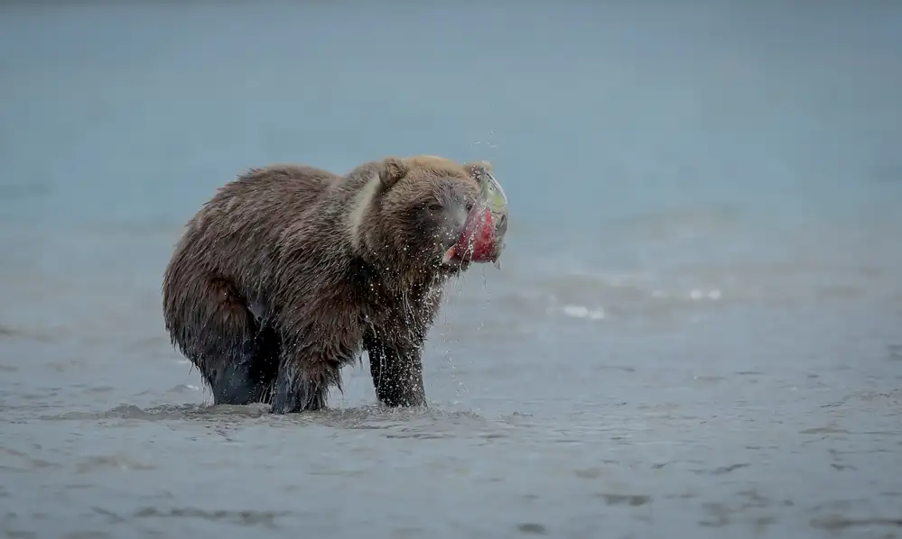 Roshkumar: Bear With Salmon Fish