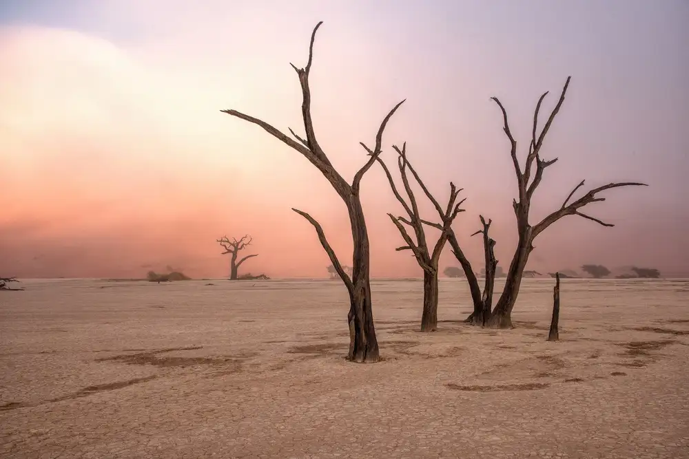 DAmico, Giuseppe: Fog in deadvlei