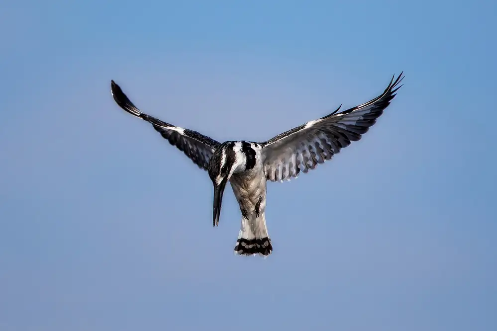 Catta, Alessandro: Pied Kingfisher