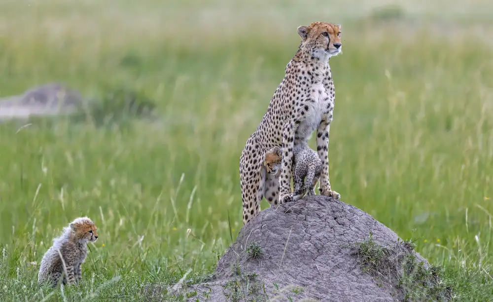 Roshkumar: Cheetah and Cubs