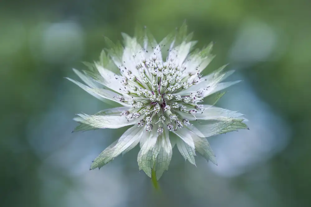 Parker, Jacky: Astrantia