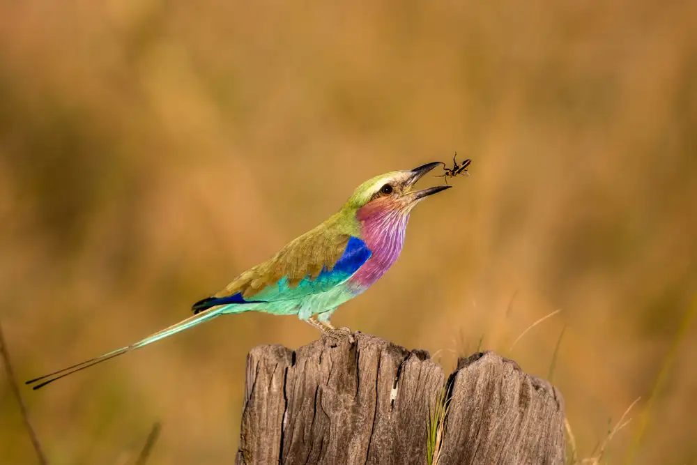 Catta, Alessandro: Roller with Bug