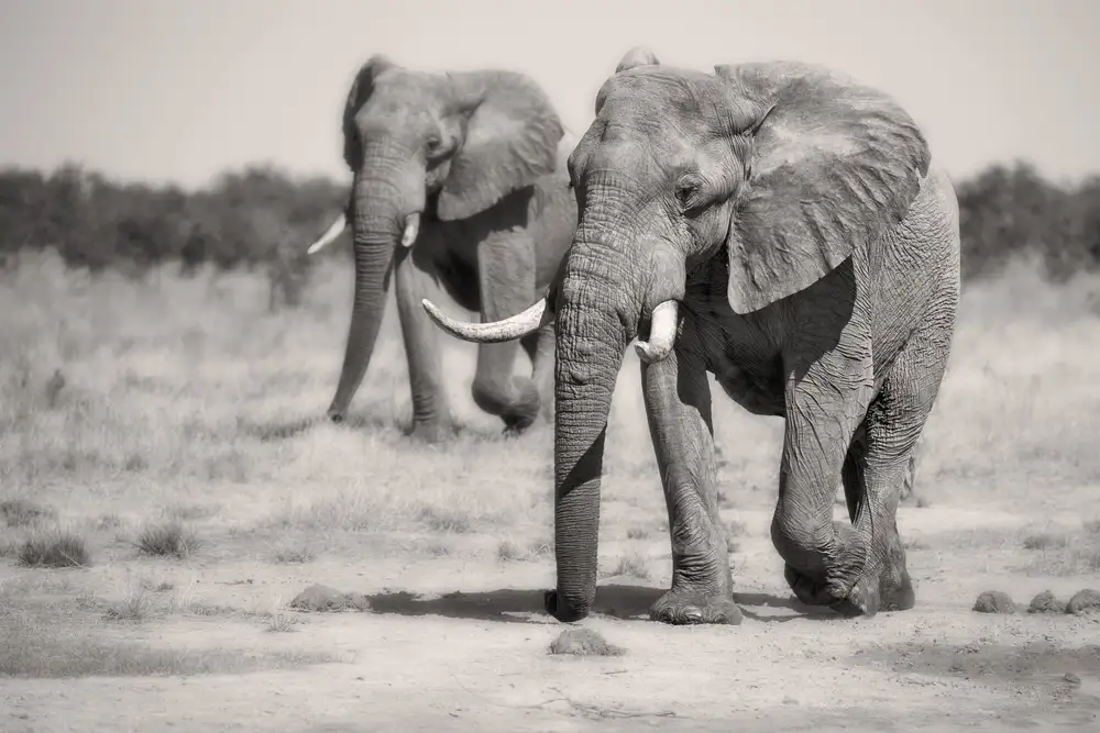 Catta, Alessandro: Twin Elephants