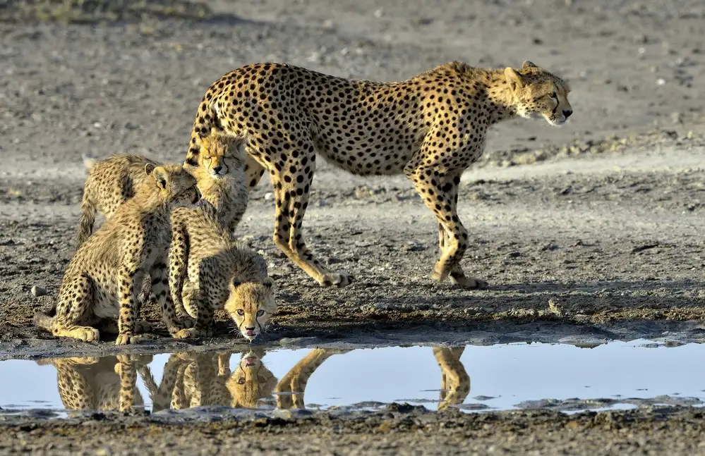 DAmico, Giuseppe: Cheetahs