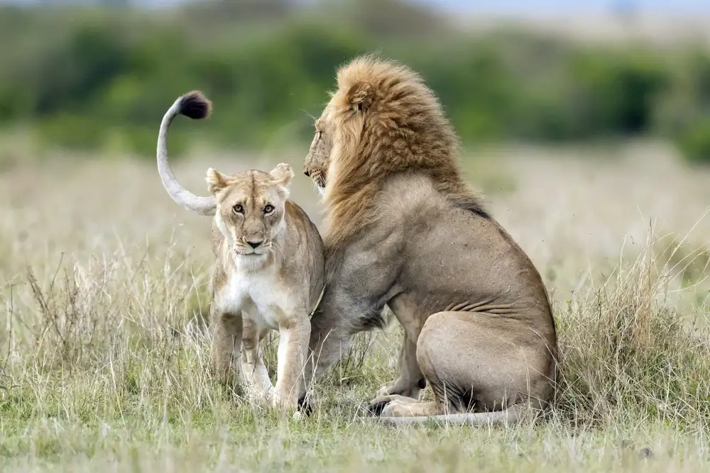 Roshkumar: Lioness Tempting For The Mating