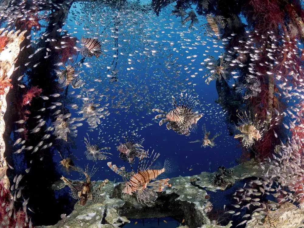Tov, Ben Ilan: Lionfish party
