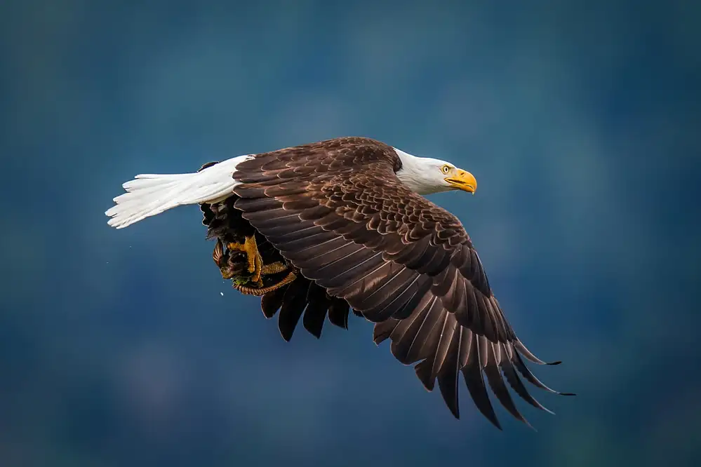 Yang, H David: Bald Eagle With Fish