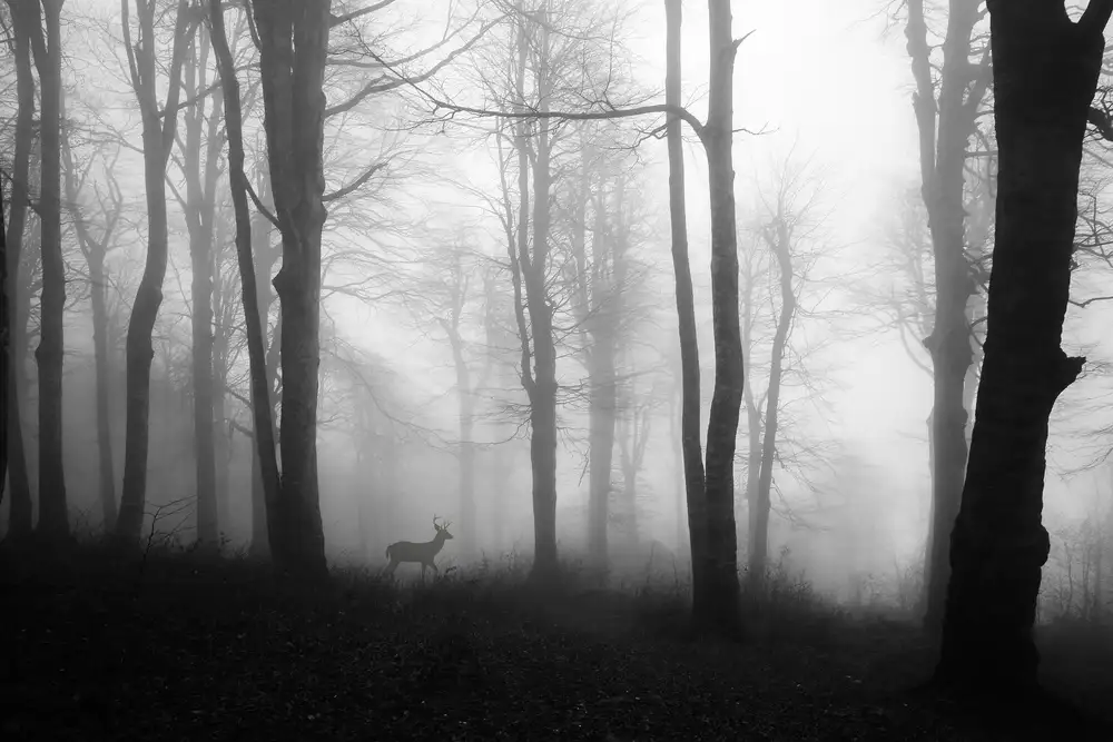 Kandilcioglu, Nisan Ummu: bosque