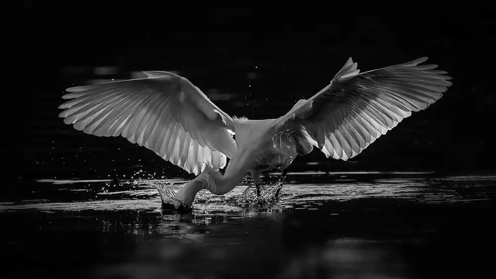 Yang, H David: Catching